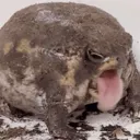 yuccyfroge