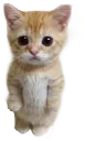 u_elgato_stand
