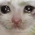 SadCat