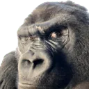 wldgorilla