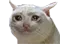 Cry Cat cry_cat Discord Emoji