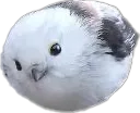 BirdSmall