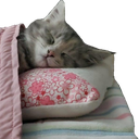 A gray and white kitten sleeping soundly on a floral pillow under a pink blanket.