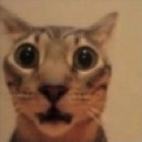 cat_pog Discord emoji