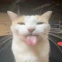 noda