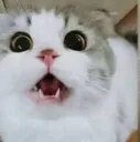 rawr