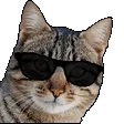 CatKool
