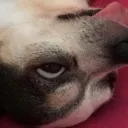 X_FunnyJack Discord Emoji