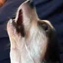 X_JackHowl Discord Emoji