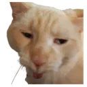 _Cat_Guh Discord Emoji