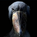 d_pollozapato Discord emoji