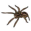 wolf_spider