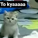 sky_to_kyaa
