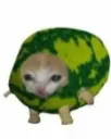 melon_cat Discord Emoji