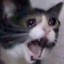 Cat Cry cat_cry Discord Emoji