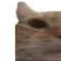 catwide1