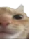 catwide2
