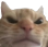 catangry Discord emoji