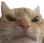 :catangry: catangry