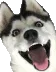 Husky
