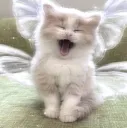 fairy_cat
