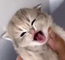 yellin