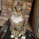 catto catto