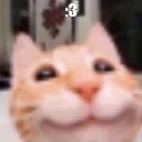 3_Cat