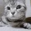 CatSniff CatSniff