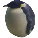 XO_DaBiggestBird