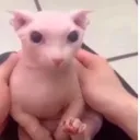 bingus