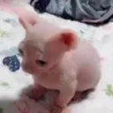 bingusbaby