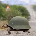TaticalTurtle