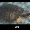 Tutel
