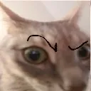 SUS