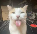 SILLY