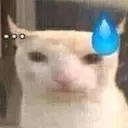 cat_wut