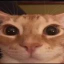 catstare