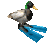 duck_spin