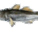 z_03_feeshfishspin2