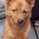 side_eye_in_abundance