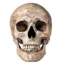 skull2