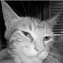 Gigacat gigacat Discord Emoji