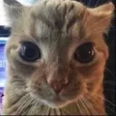 ihavehiredthiscattostareatyou