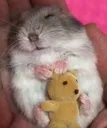 Hamsterfallsasleepholdingateddyb