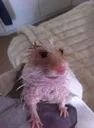 rat