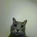 catto