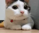 nocat
