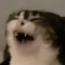 laughingcat