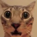 CatStare
